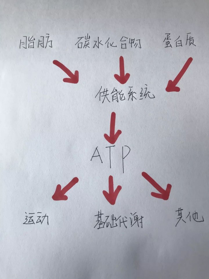 運動(dòng)30分鐘后才開(kāi)始消耗脂肪……是真是假？